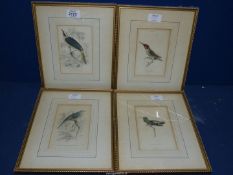 Four framed and mounted bird Prints to include; Trochilus Audeneth,