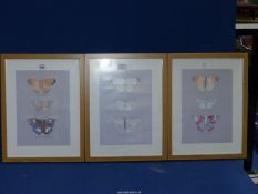 Three modern framed Prints of Butterflies.