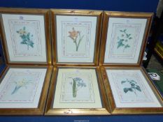 A set of six Redoute Prints to include; Amaryllis equestre, Pervenche, Camellia fleurs blanches,