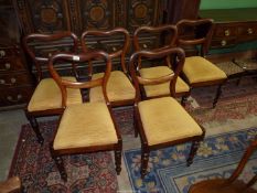 A set of six circa 1900 Mahogany balloon back Dining Chairs standing on turned front legs and