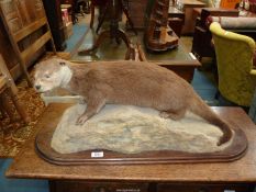 A good Taxidermy study of an Otter on a stone effect mound, on wooden base,