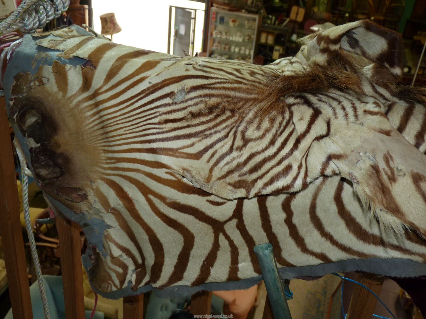 A Zebra skin, 19th century, a/f. - Image 2 of 2