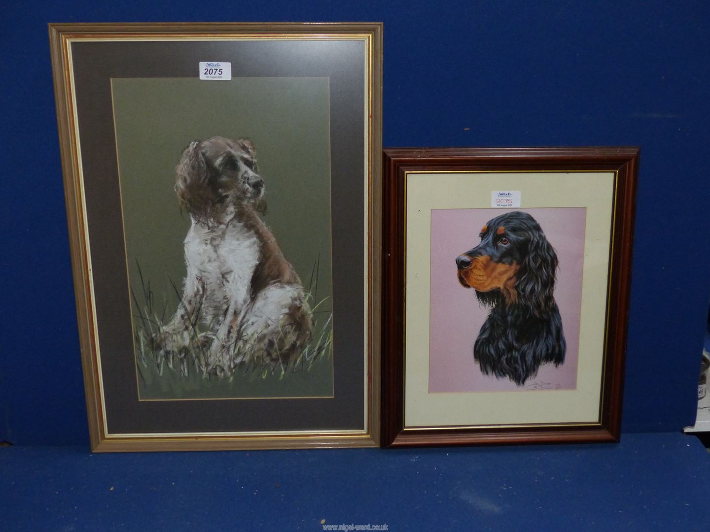 A framed and mounted Charcoal drawing of a Spaniel sitting in the grass,