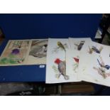 A quantity of unframed prints including Japanese, birds, etc.