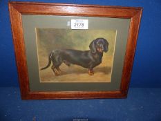 A small framed and mounted print 'The Dachshund Earl Satin' from the painting by Lilian Cheviot.
