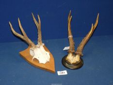 Two pairs of 19th Century mounted animal skulls and horns. Both 10" tall.