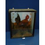 An antique, cased taxidermy Bantam Cock by J.S. Wright of Clifton, Beds.