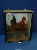 An antique, cased taxidermy Bantam Cock by J.S. Wright of Clifton, Beds.