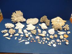 A quantity of shells and coral from the Atlantic ocean, Gulf of Mexico and the Red Sea,