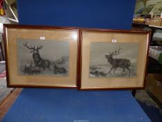 Two framed Charcoal and Chalk pictures of deer and deer hounds, one signed and dated 'M. Cole 1899'.