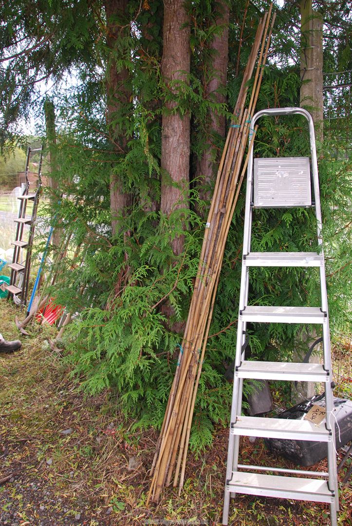 A quantity of bamboo canes.