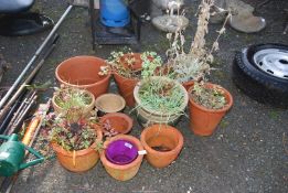 A quantity of terracotta pots with plants.