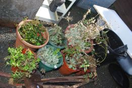 A quantity of plants and dustbins etc.