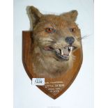 A mounted taxidermy of a Fox head caught by Monmouth Foxhounds, Little Skirrid, 40 min, Dog, 14.3.