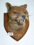 A mounted taxidermy of a Fox head caught by Monmouth Foxhounds, Little Skirrid, 40 min, Dog, 14.3.