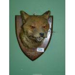 A mounted Taxidermy of a Vixen's head caught by Monmouthshire Hounds Coed-y-Gelli Raglan 14.3.52.