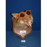 A Taxidermy of a Fox head caught by S.F.