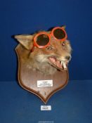 A Taxidermy of a Fox head caught by S.F.