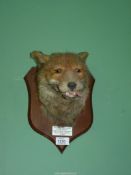 A mounted Taxidermy of a Fox head caught by Monmouthshire Hounds Penrhos 23.1.53.