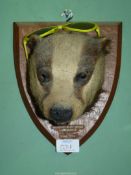 A mounted Taxidermy of a Boar Badger's head caught at Hundred Acre Wood Llandevaud.