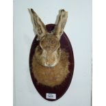 A Taxidermy Hare head on plinth.