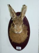 A Taxidermy Hare head on plinth.