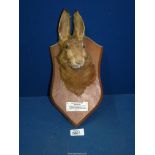 A Taxidermy Hare head mounted on a wooden plinth with plaque titled 'Monmouthshire Beagles,