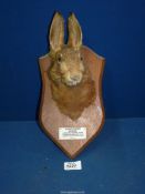 A Taxidermy Hare head mounted on a wooden plinth with plaque titled 'Monmouthshire Beagles,