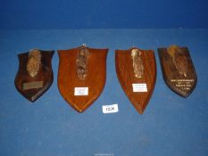 Four mounted Taxidermy paws from kills by Silverton Hunt 15 Sept 79, South Tetcot Hunt 1.10.