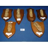 Six mounted Taxidermy paws from kills by Penrhos Beagles in Salop, Gloucestershire,