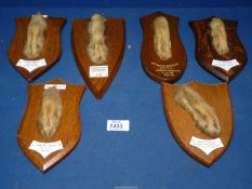 Six mounted Taxidermy paws from kills by Penrhos Beagles in Salop, Gloucestershire,