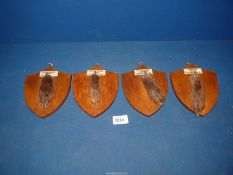 Four mounted Taxidermy paws from kills by Lady Curre's Hounds and the Curre Hunt 1954 - 1958.
