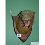 A mounted Taxidermy of an Otter head caught by C.S.O.H at Dingestow May 10th 1912.