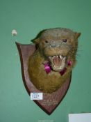 A mounted Taxidermy of an Otter head caught by C.S.O.H at Dingestow May 10th 1912.