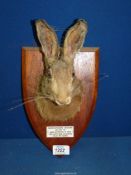 A Taxidermy Hare head mounted on a wooden shield plinth with plaque titled 'Monmouthshire Beagles,