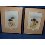 Two Watercolours of a pair of Pointers by the same artist, monogram EG or GE. 44cm x 36cm.