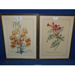 Two botanical prints of lilies and begonias, both in Hogarth frames.