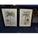 A pair of period Prints in ebonised frames;