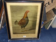 A framed Print depicting "A Blackbreasted dark red Old English Chicken" published at 31 Ely Place,
