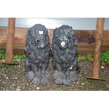 A pair of black painted plaster cast lions - 21" high, one as found.