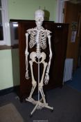 A floor-standing skeleton.