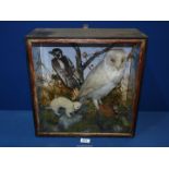 A taxidermy diorama displaying a Barn Owl, a Lesser Spotted Woodpecker and a Stoat,