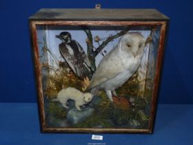 A taxidermy diorama displaying a Barn Owl, a Lesser Spotted Woodpecker and a Stoat,