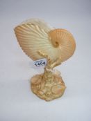 A Royal Worcester blush ivory Nautilus shell with coral shape support and shell, encrusted base,