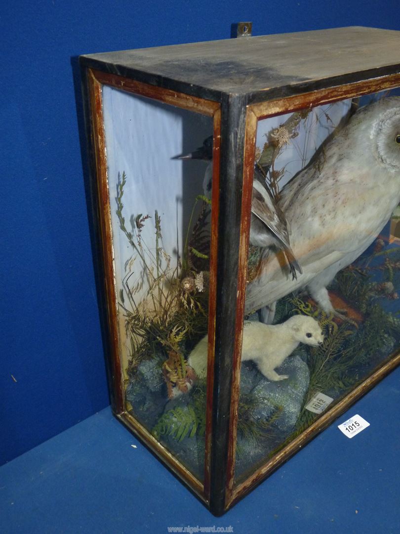 A taxidermy diorama displaying a Barn Owl, a Lesser Spotted Woodpecker and a Stoat, - Image 3 of 4