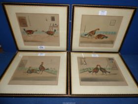 Four framed Cock fighting Prints, framed and mounted plate nos.1 - 4, by Alkin, printed by R.
