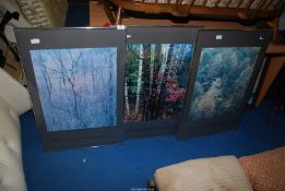 A set of three "Elliot porter" woodland photographs.