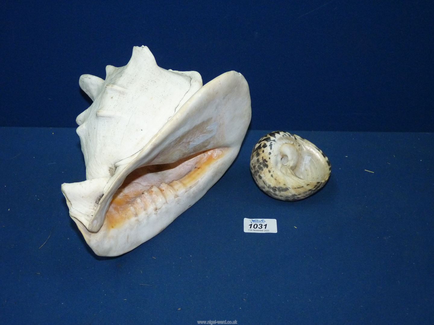 A large Conch shell approx. 9 1/2" long and 7" deep, together with a smaller Zebra striped shell. - Image 2 of 2