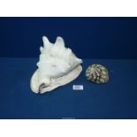 A large Conch shell approx. 9 1/2" long and 7" deep, together with a smaller Zebra striped shell.