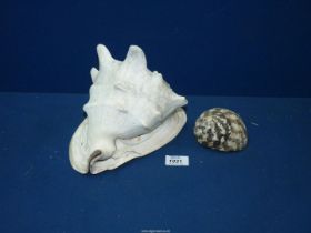 A large Conch shell approx. 9 1/2" long and 7" deep, together with a smaller Zebra striped shell.